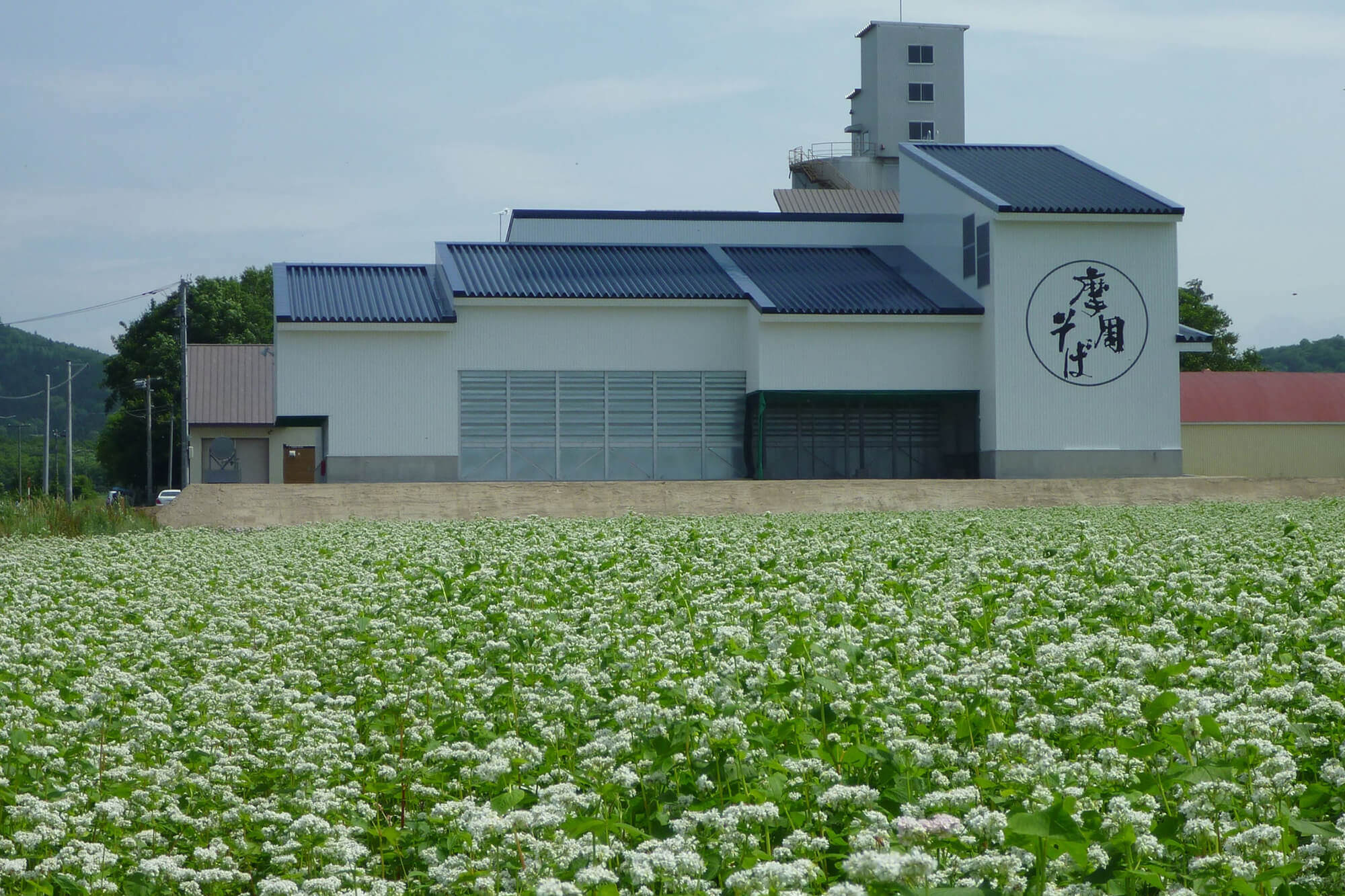 そばの花